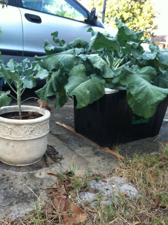 Broccoli Planting